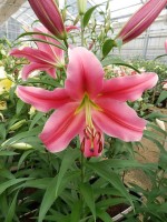 [4172 Sensi VWS No02.JPG]